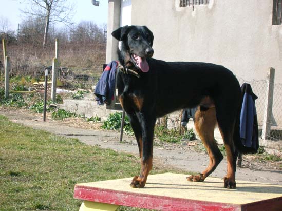 after et l'agility